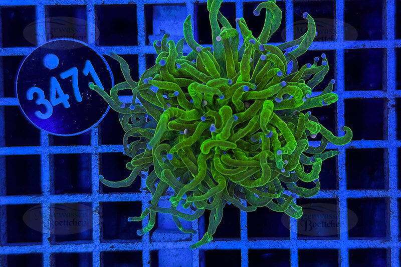 Euphyllia glabrescens | LPS Coral | WYSIWYG