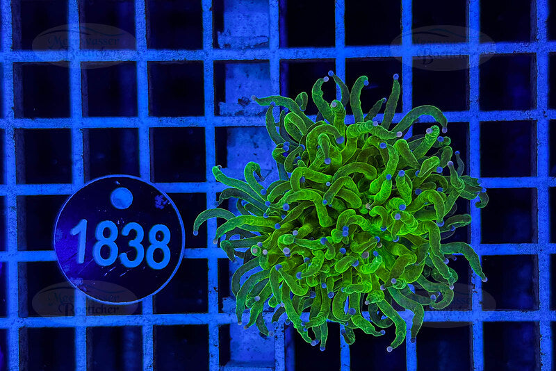 Euphyllia glabrescens | LPS Coral | WYSIWYG