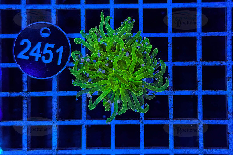 Euphyllia glabrescens | LPS Coral | WYSIWYG