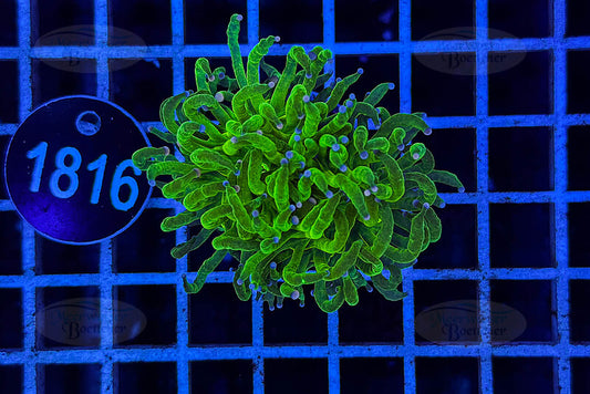 Euphyllia glabrescens | LPS Coral | WYSIWYG