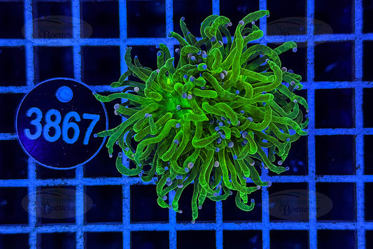 Euphyllia glabrescens | LPS Coral | WYSIWYG