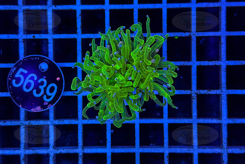 Euphyllia glabrescens | LPS Coral | WYSIWYG