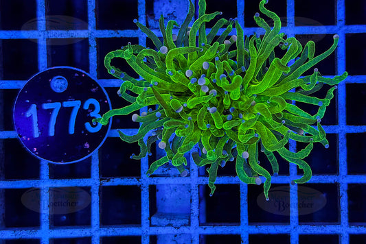 Euphyllia glabrescens | LPS Coral | WYSIWYG