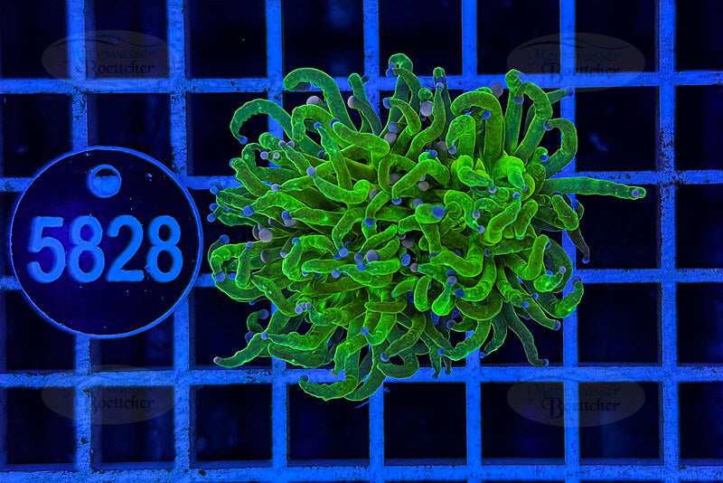 Euphyllia glabrescens | LPS Coral | WYSIWYG