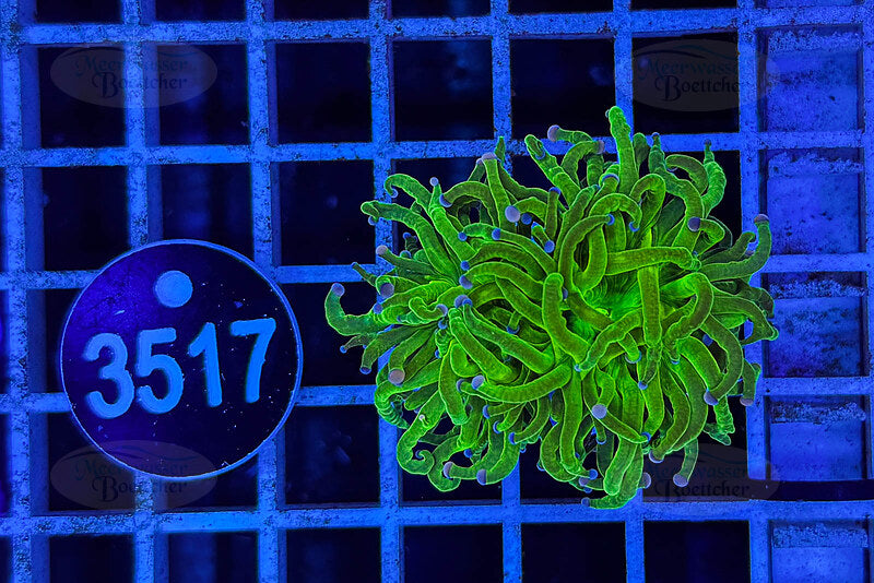 Euphyllia glabrescens | LPS Coral | WYSIWYG