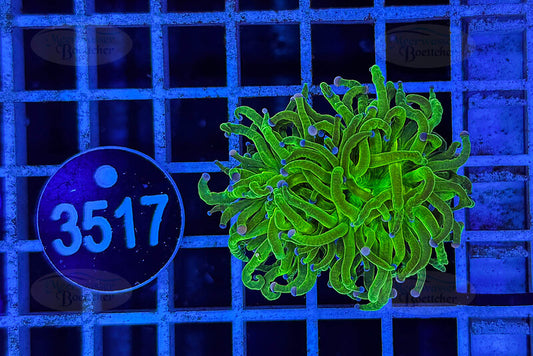 Euphyllia glabrescens | LPS Coral | WYSIWYG