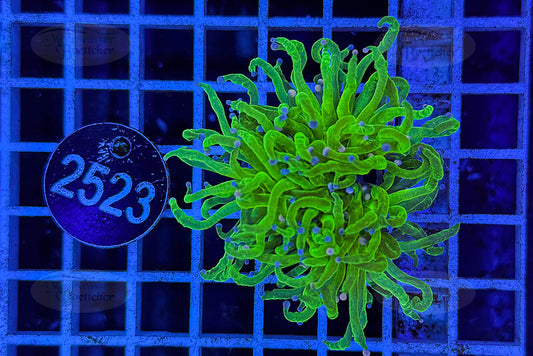 Euphyllia glabrescens | LPS Coral | WYSIWYG