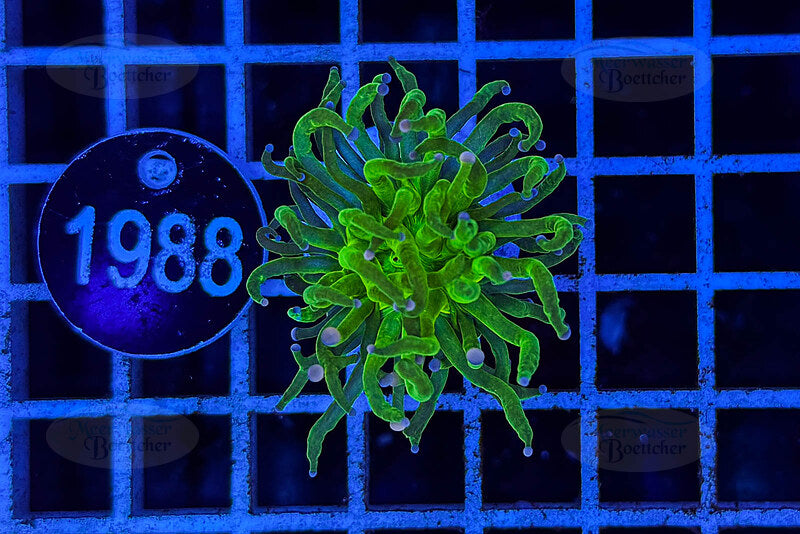 Euphyllia glabrescens | LPS Coral | WYSIWYG