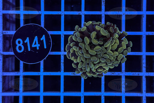 Euphyllia paraancora | LPS Koralle | WYSIWYG