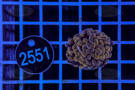 Euphyllia paraancora | LPS Koralle | WYSIWYG