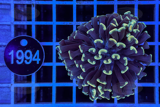 Euphyllia paraancora | LPS Koralle | WYSIWYG