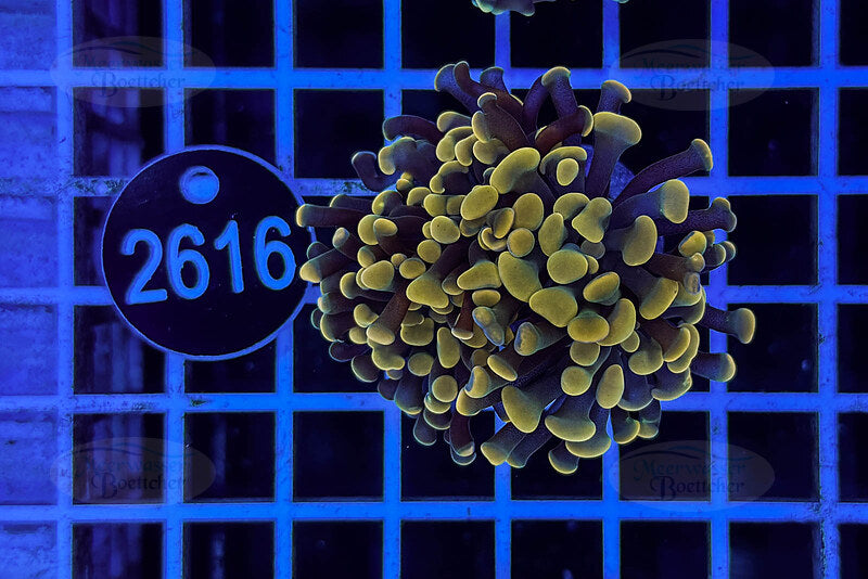 Euphyllia paraancora | LPS Koralle | WYSIWYG