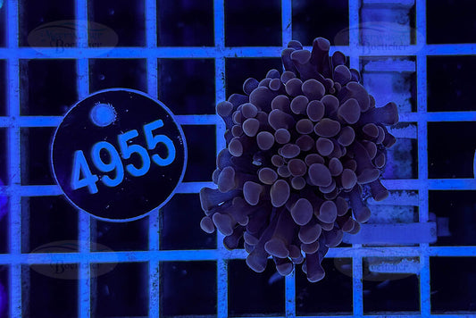 Euphyllia paraancora | LPS Koralle | WYSIWYG