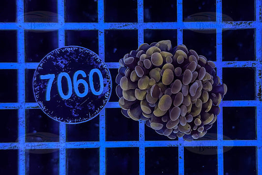 Euphyllia paraancora | LPS Koralle | WYSIWYG