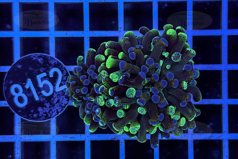 Euphyllia paraancora | LPS Koralle | WYSIWYG