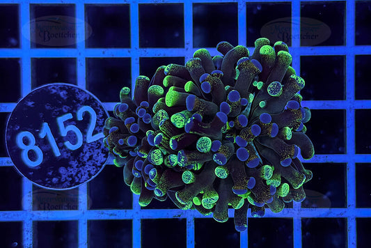 Euphyllia paraancora | LPS Koralle | WYSIWYG