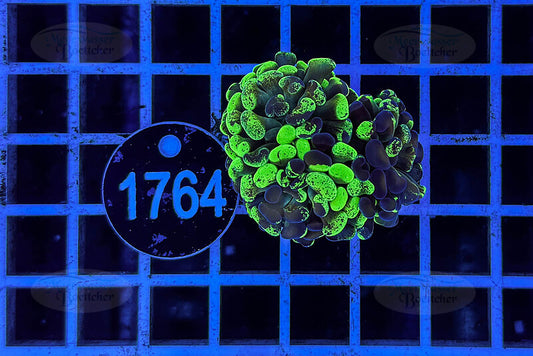 Euphyllia paraancora | LPS Koralle | WYSIWYG