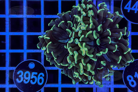 Euphyllia paraancora | LPS Koralle | WYSIWYG