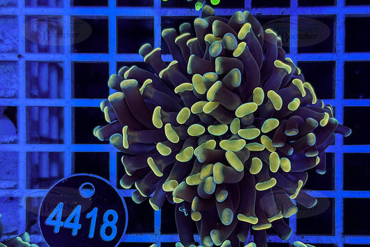 Euphyllia paraancora | LPS Koralle | WYSIWYG