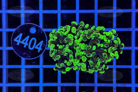 Euphyllia paraancora | LPS Koralle | WYSIWYG