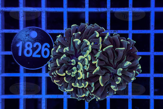 Euphyllia paraancora | LPS Koralle | WYSIWYG