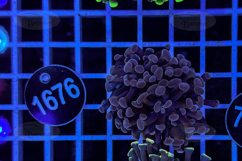 Euphyllia paraancora | LPS Koralle | WYSIWYG