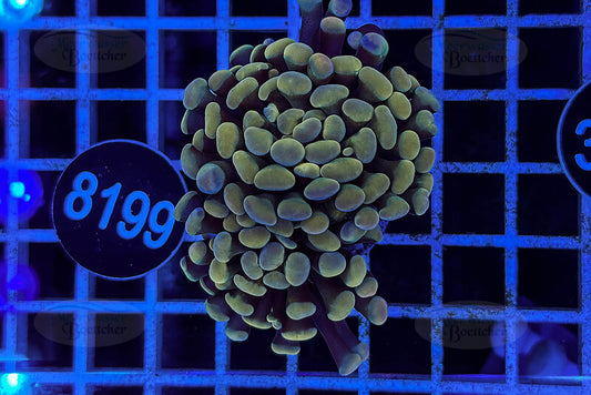 Euphyllia paraancora | LPS Koralle | WYSIWYG