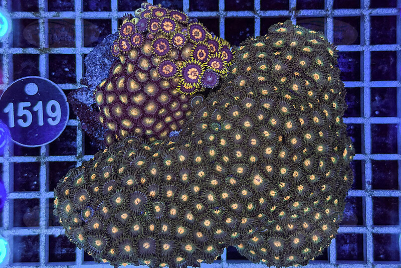 Zoanthus | Weichkoralle | WYSIWYG