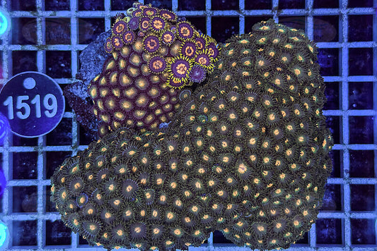 Zoanthus | Weichkoralle | WYSIWYG