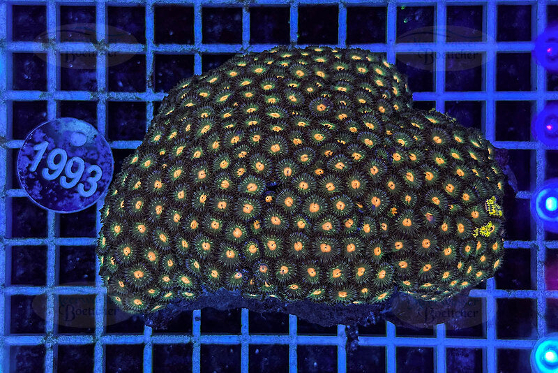 Zoanthus | Weichkoralle | WYSIWYG