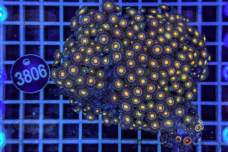 Zoanthus | Soft coral | WYSIWYG