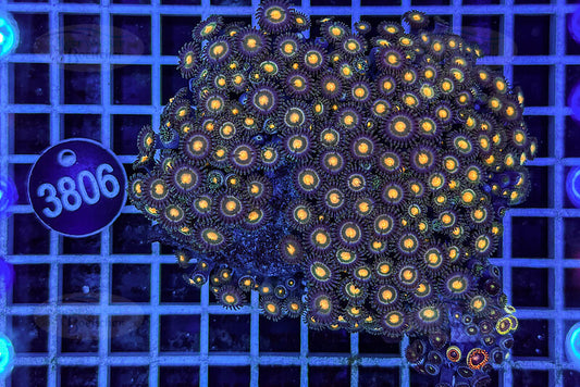 Zoanthus | Soft coral | WYSIWYG