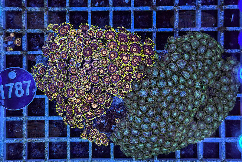 Zoanthus | Soft coral | WYSIWYG