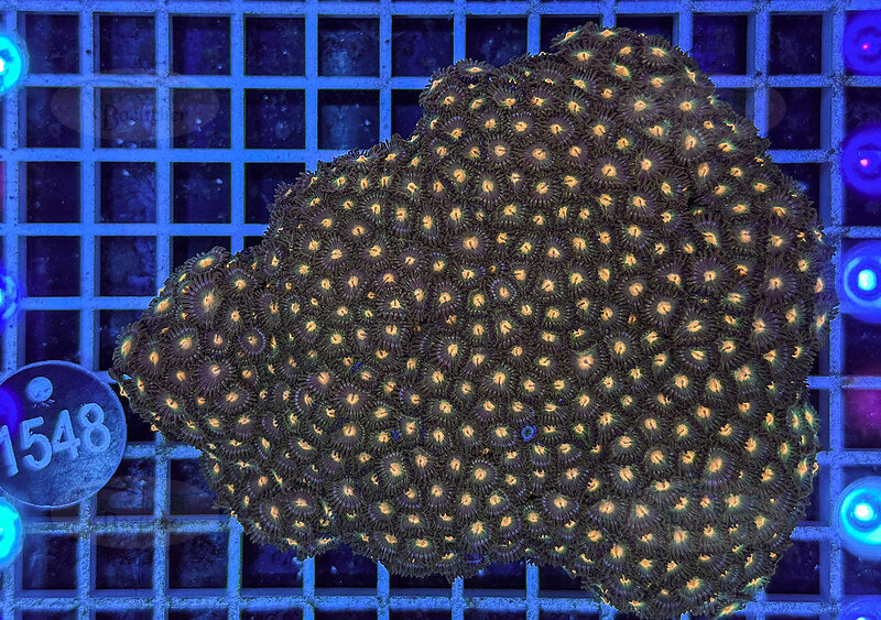 Zoanthus | Soft coral | WYSIWYG