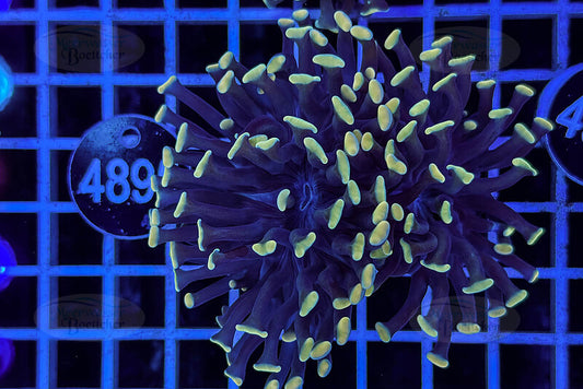 Euphyllia paraancora | LPS Coral | WYSIWYG