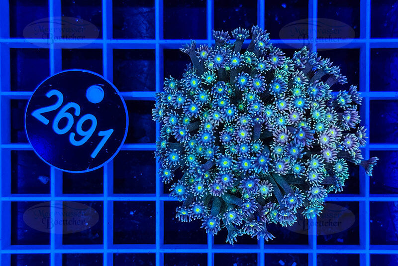 Goniopora | LPS Coral | WYSIWYG