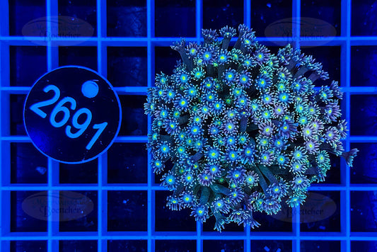 Goniopora | LPS Koralle | WYSIWYG