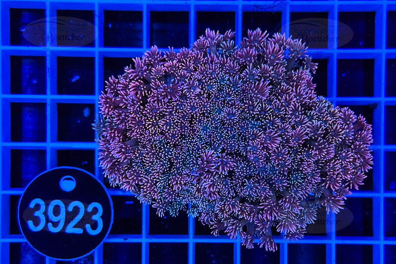 Goniopora | LPS Coral | WYSIWYG