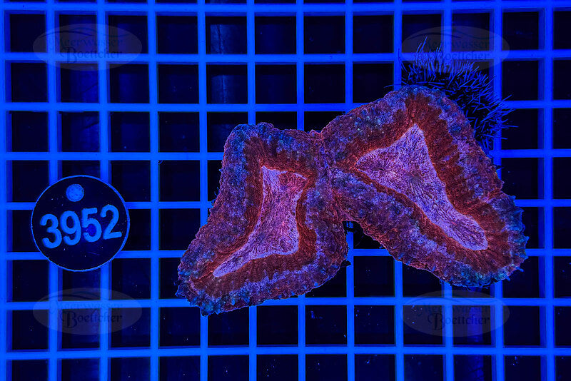 Lobophyllia | Corail LPS | WYSIWYG