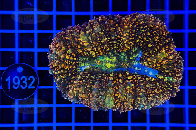 Lobophyllia | LPS Koralle | WYSIWYG