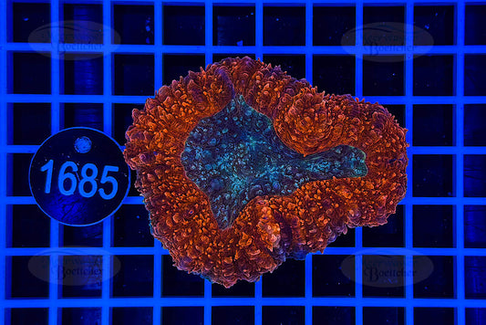 Lobophyllia | LPS Koralle | WYSIWYG