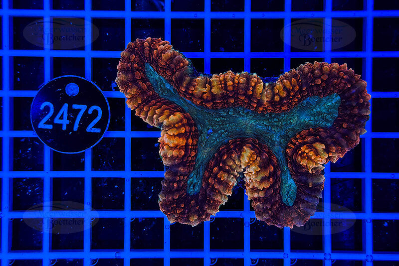 Lobophyllia | LPS Coral | WYSIWYG