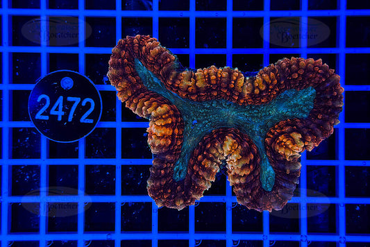 Lobophyllia | LPS Koralle | WYSIWYG