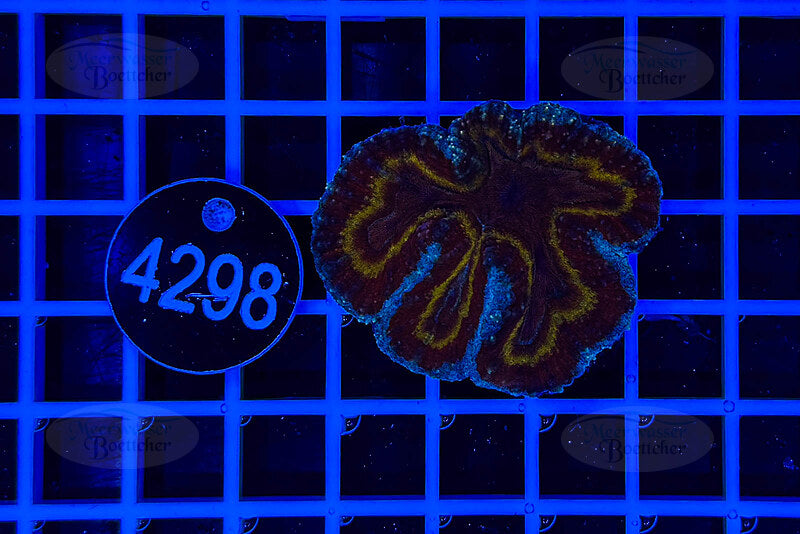 Symphyllia | LPS Koralle | WYSIWYG