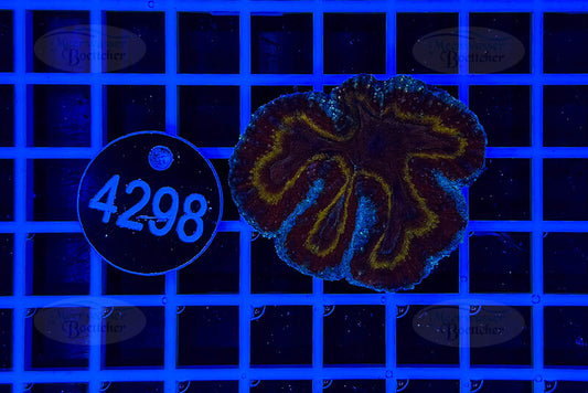 Symphyllia | LPS Koralle | WYSIWYG