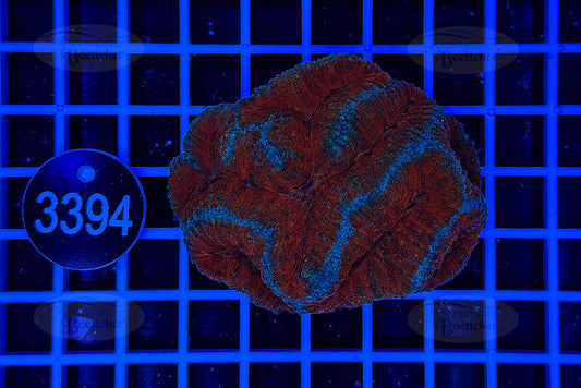 Symphyllia | LPS Koralle | WYSIWYG