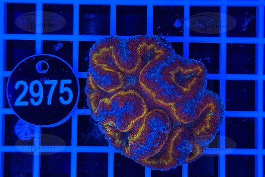 Symphyllia | LPS Koralle | WYSIWYG