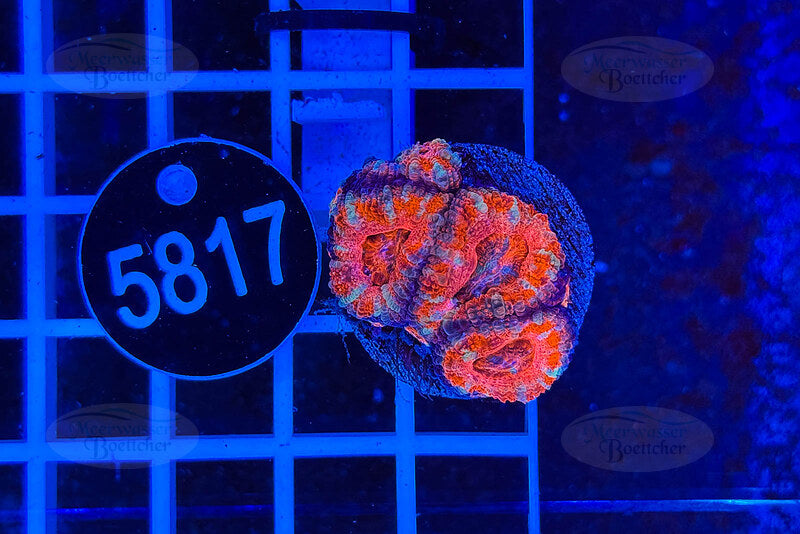 Acanthastrea lordhowensis | Corail LPS | WYSIWYG