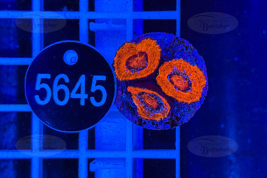 Acanthastrea lordhowensis | LPS Koralle | WYSIWYG