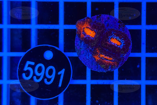 Acanthastrea lordhowensis | LPS Koralle | WYSIWYG